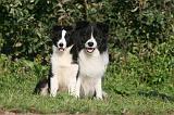 BORDER COLLIE 1329